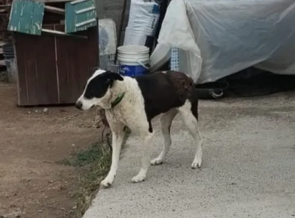 VIEDMA, PERRO RESCATADO