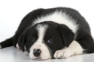 PERRO