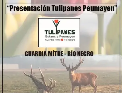 ESTANCIA PEUMAYEN, TULIPANES