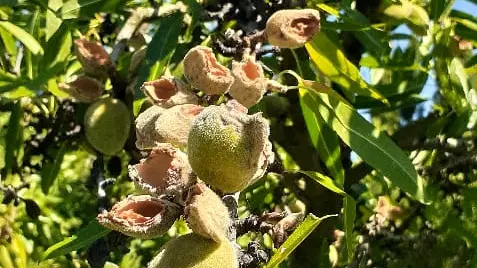 FRUTA, COTORRA