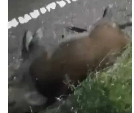 JABALI, ACCIDENTE, RUTA 250