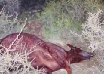 VACA DESCARRILAMIENTO TREN PATAGONICO