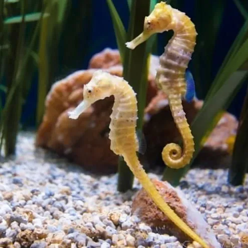 CABALLITO DE MAR PATAGONICO