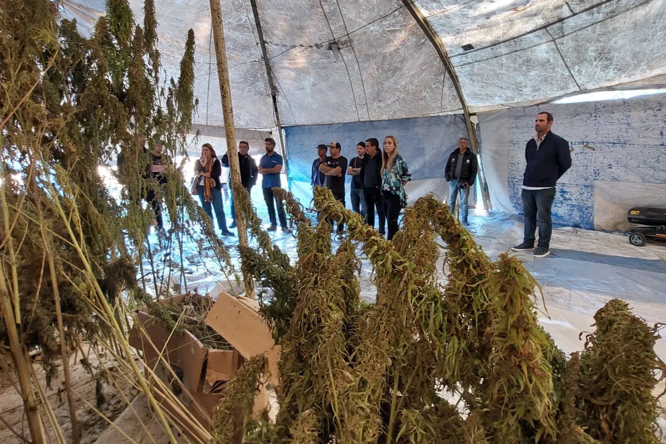 PROCESAMIENTO CANAMO 2