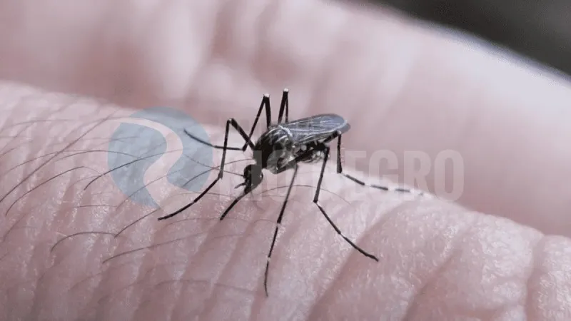 DENGUE mosquito