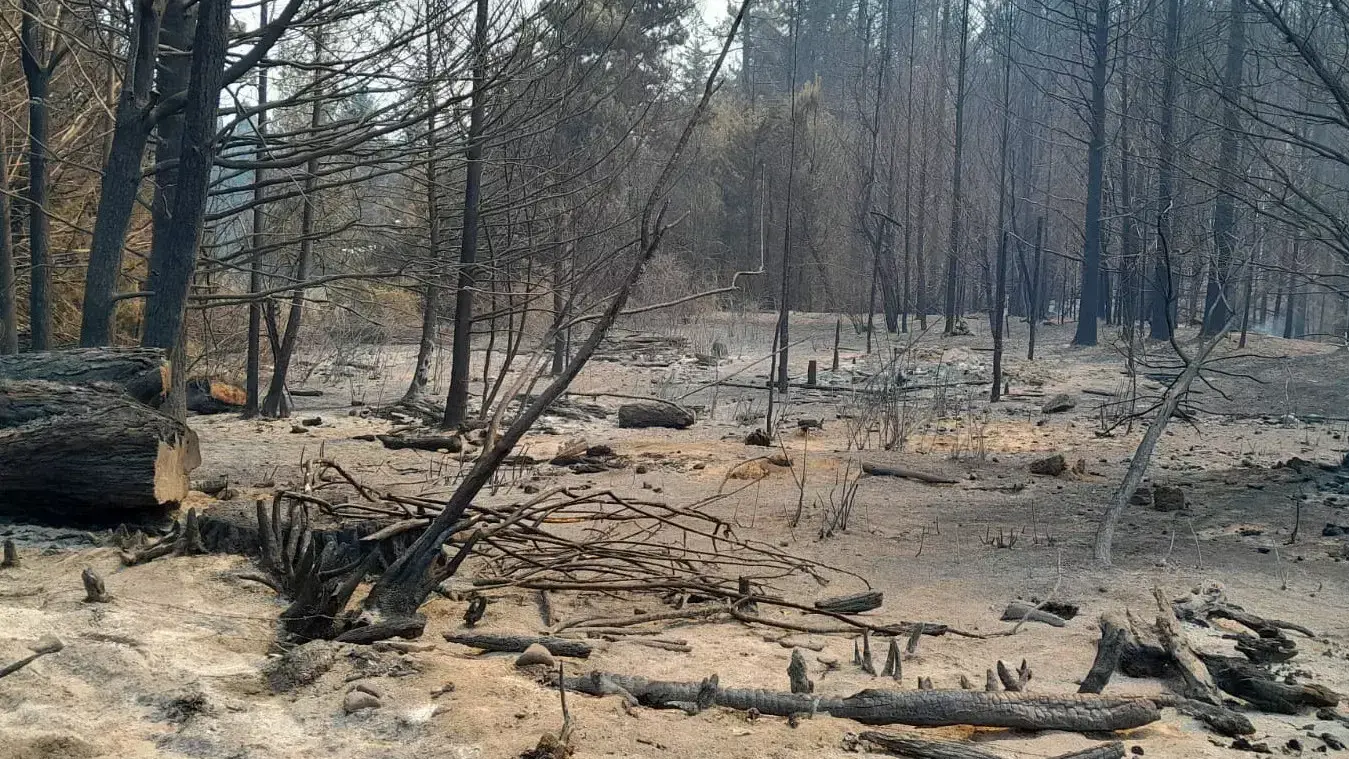 INCENDIO EL BOLSON