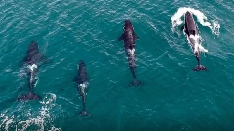 orcas ballenas Las Grutas