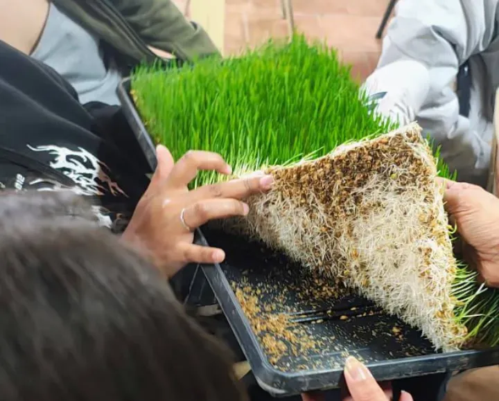 forraje verde hidropónico