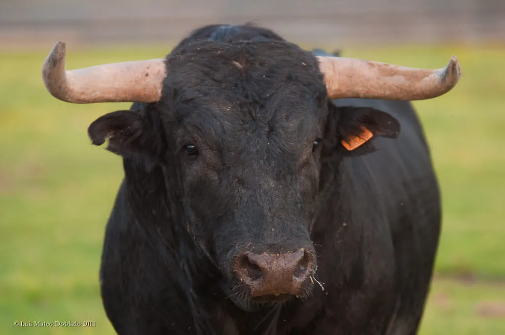 toro-de-lidia