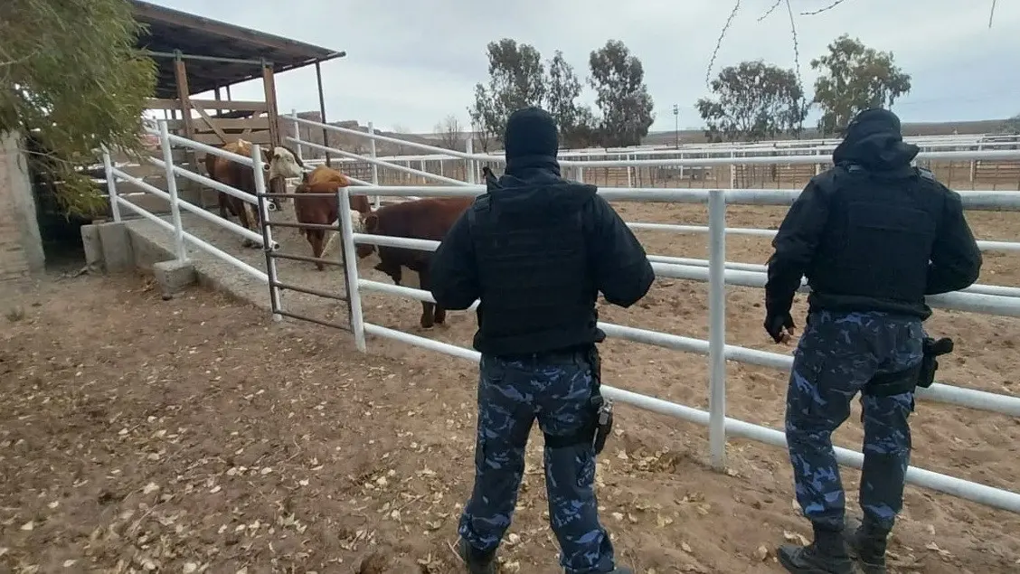 Secuestraron un camión con animales sin documentación en General Roca