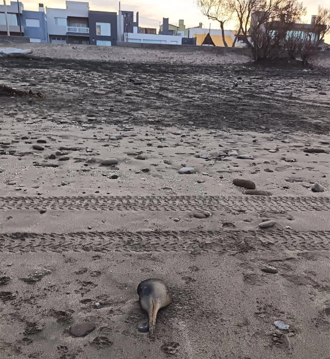 DELFIN CABEZA EL CONDOR