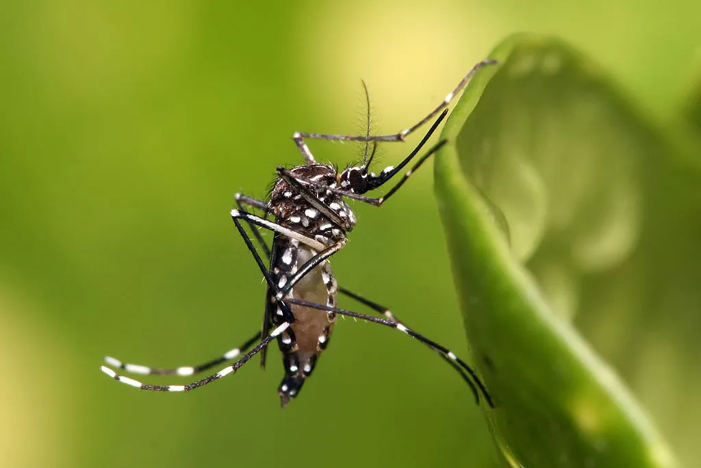 FOTO Aedes_aegypti (1)