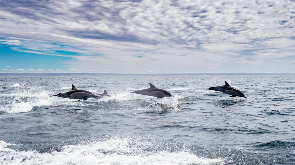 Luciana Pizzorno fotografia delfines