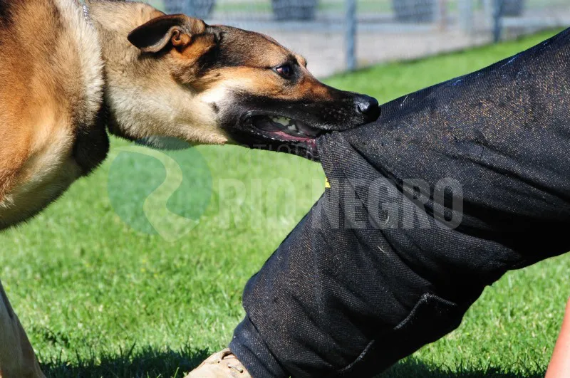 mordeduras de perros la anonima empleado