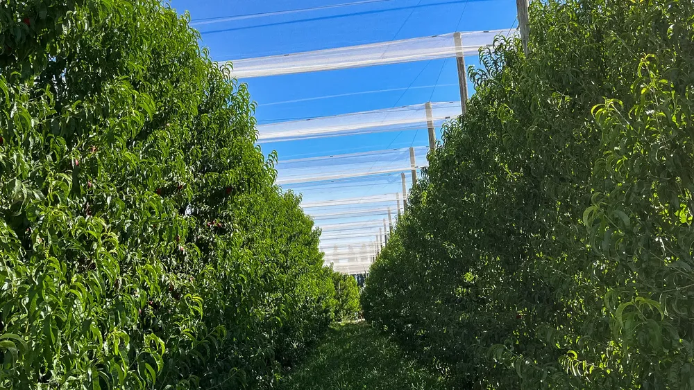 FRUTALES MALLA ANTIGRANIZO