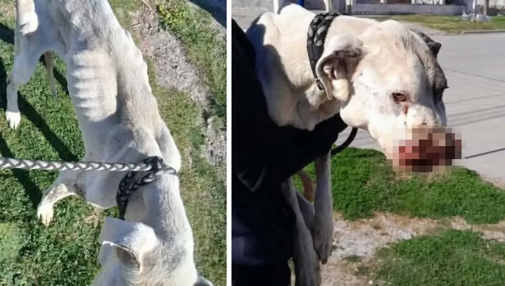 PERRO LASTIMADO DOGO DENUNCIA JABALIES VIEDMA