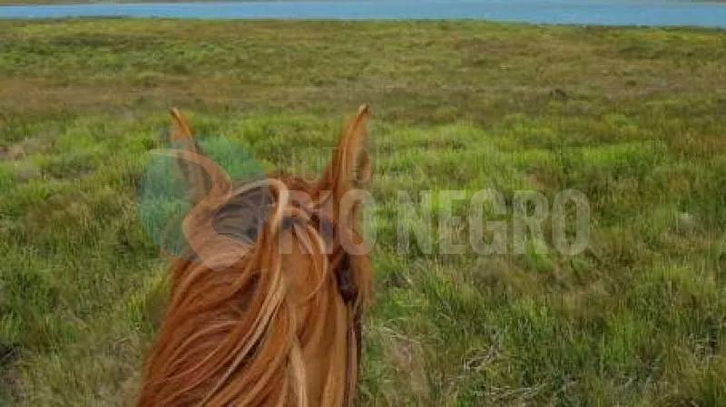 caballo campo