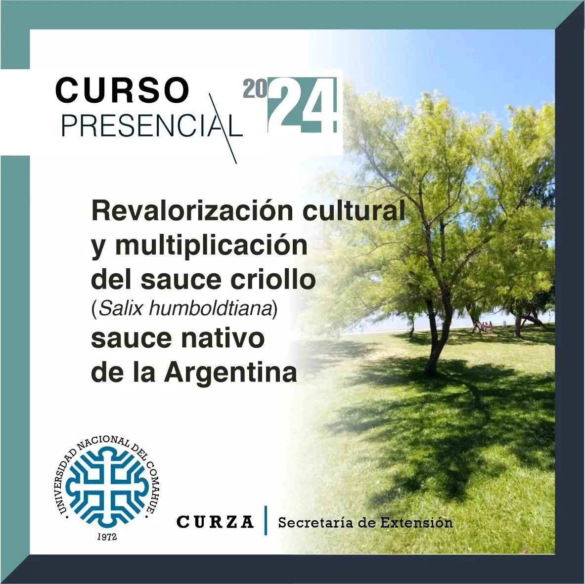 Curso Sauce Criollo
