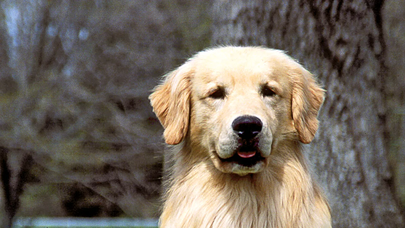 perro