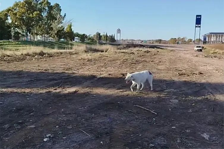 VIEDMA, RUTA 3, MICROBASURAL, LIMPIEZA