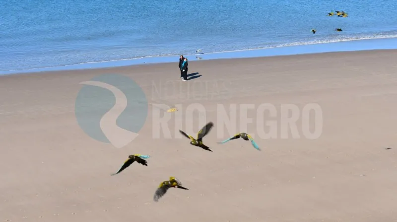 el condor loros