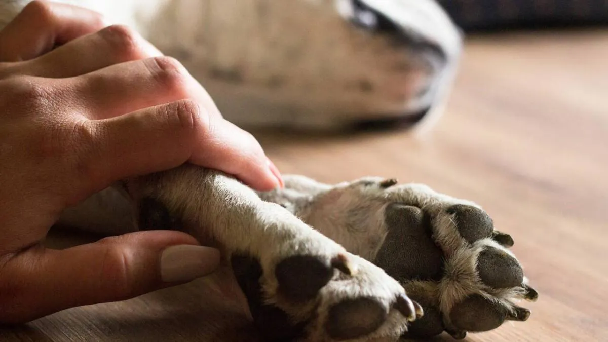 mascota, perro, muerte