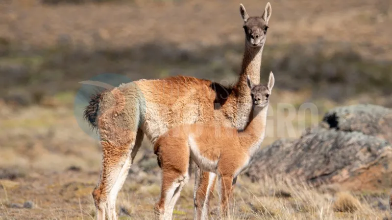 guanacos