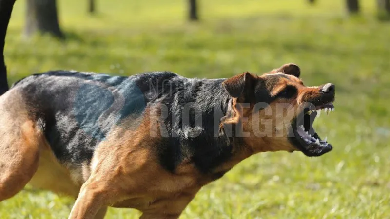 PERRO