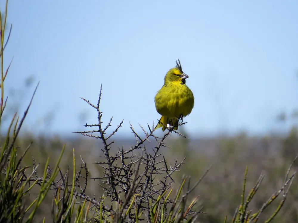 cardenal