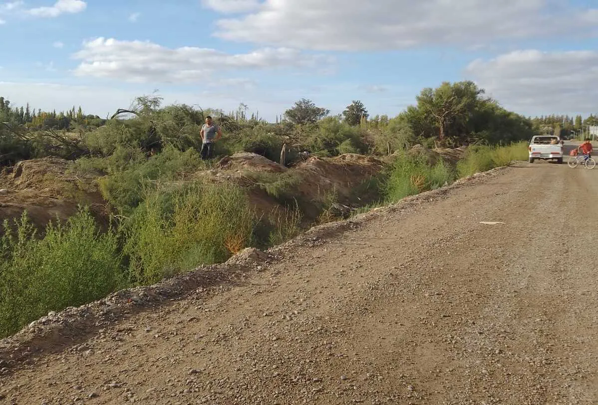 TALA DE TAMARISCOS EN EL BARRIO NORTE DE VIEDMA