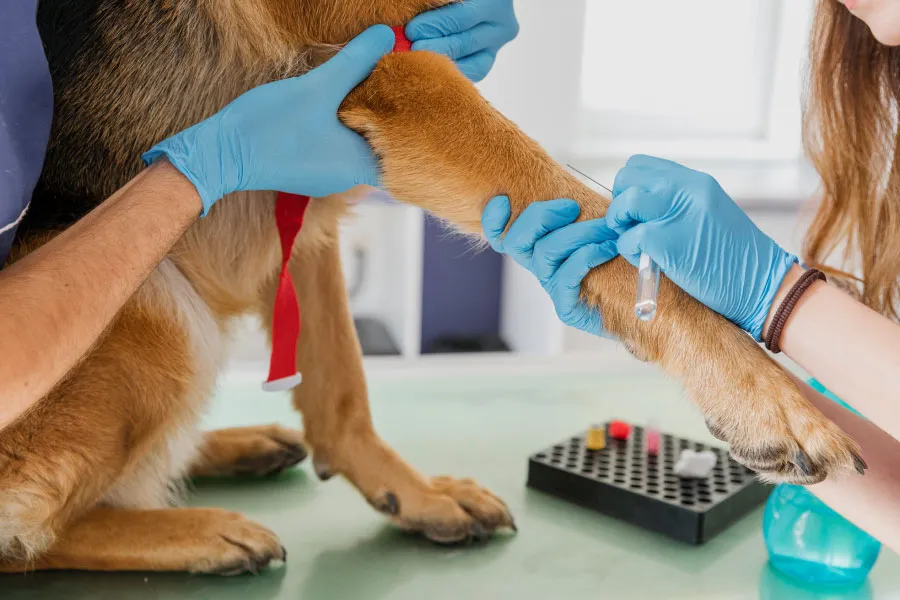 veterinarios