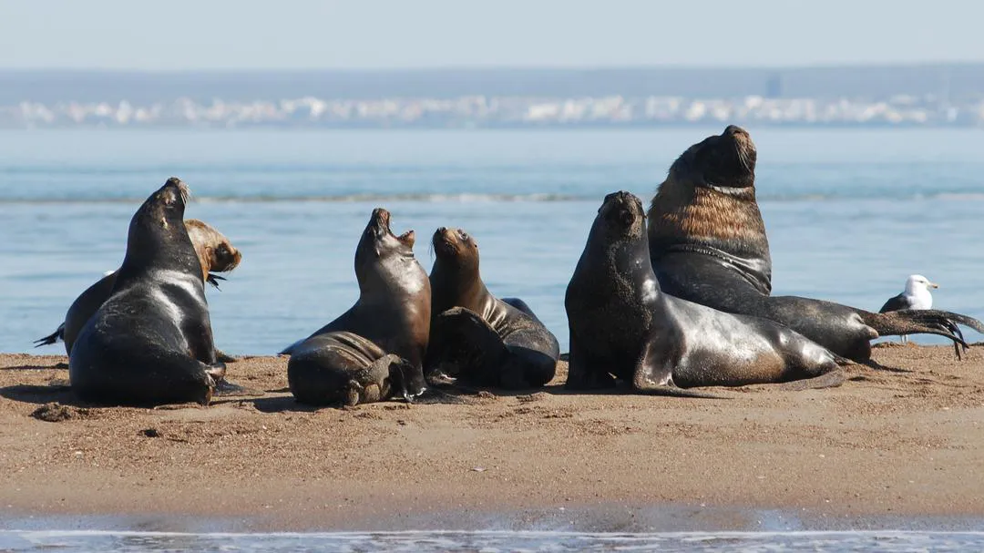 fauna silvestre lobos