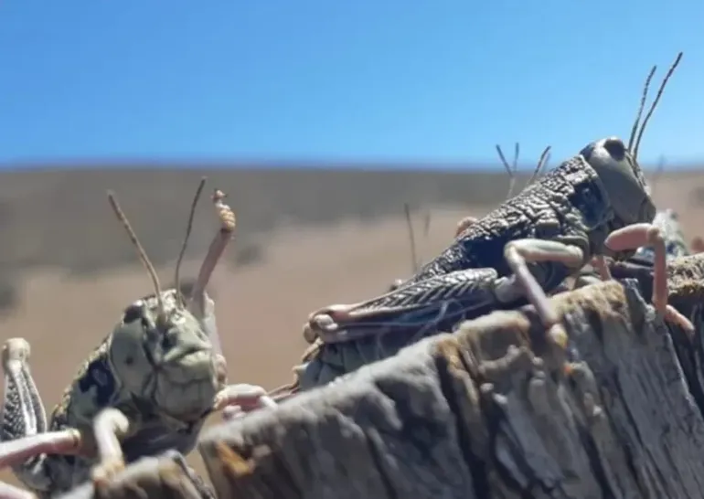 tucura-sapo-plaga