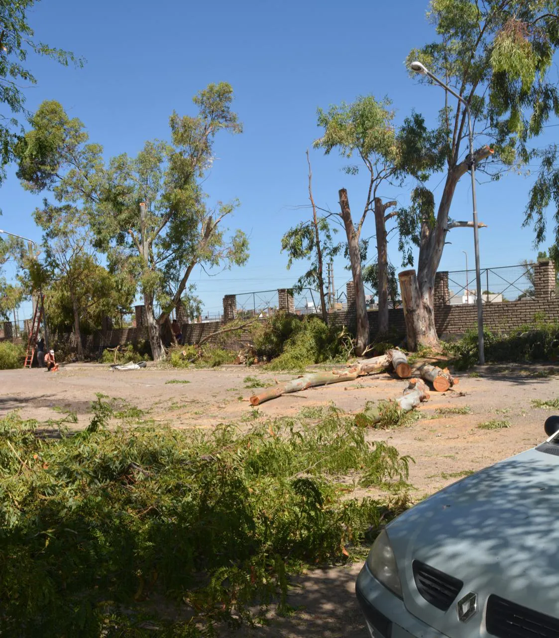 UN HOMBRE DE VIEDMA MURIÓ TRAS SER ALCANZADO POR UNA RAMA DE UN ÁRBOL ESTABA SIENDO PÓDADO