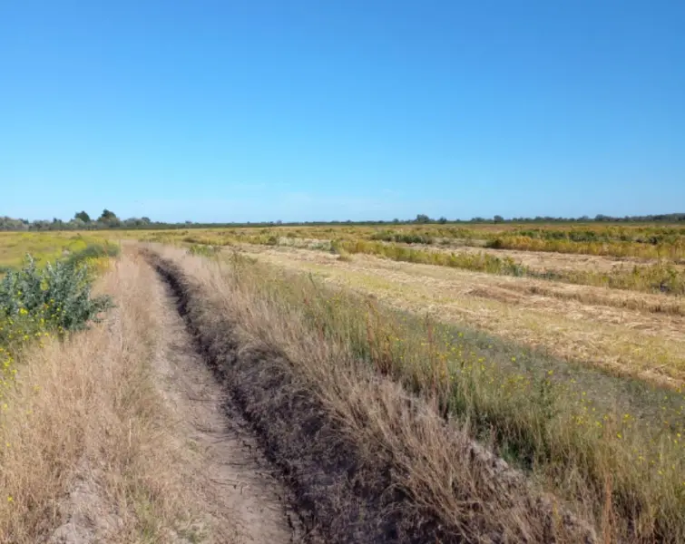 CAMPO EN GENERAL CONESA