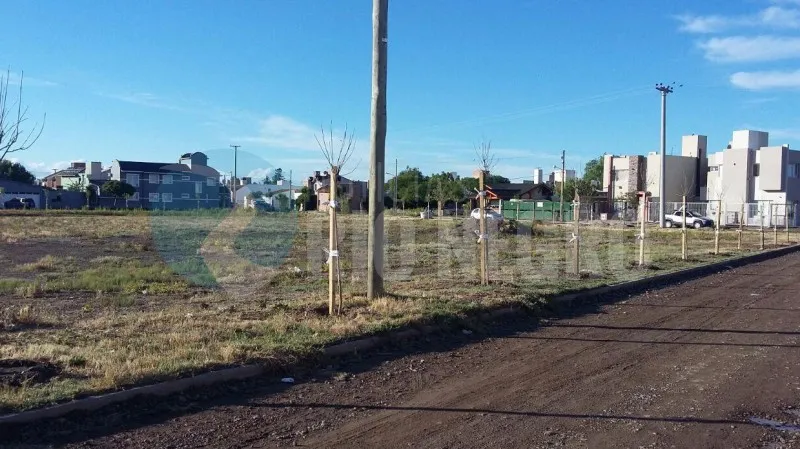 viedma barrio don bosco forestacion