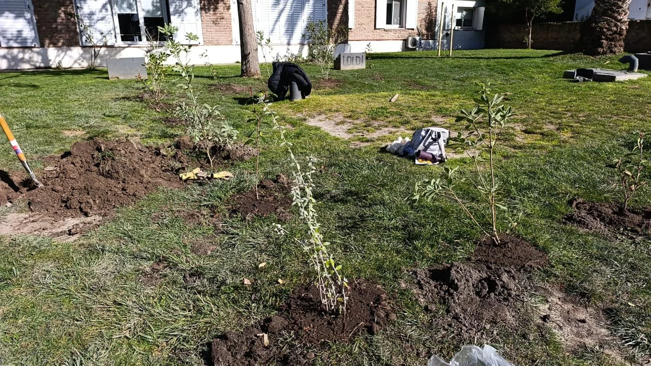 REFORESTACION Paseo del Bicentenario