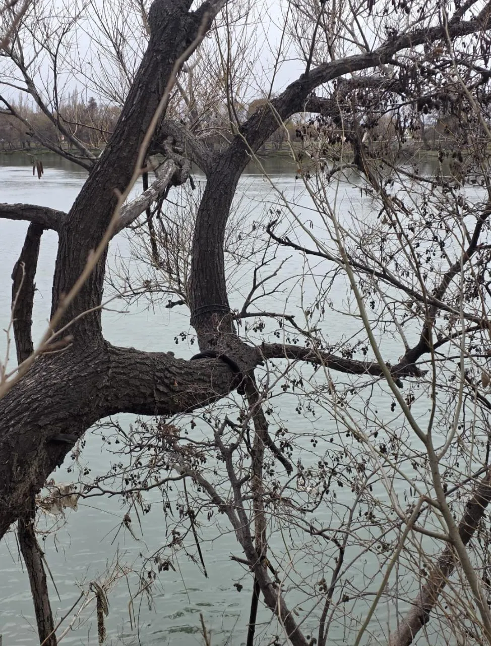 VIEDMA, COSTANERA, ARBOL, SOGA, INTENTO, SUICIDIO