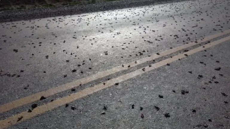 senasa-alerta-plaga-tucura-sapo