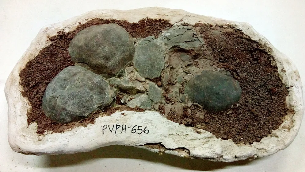 web-huevos-de-dinosaurios-01