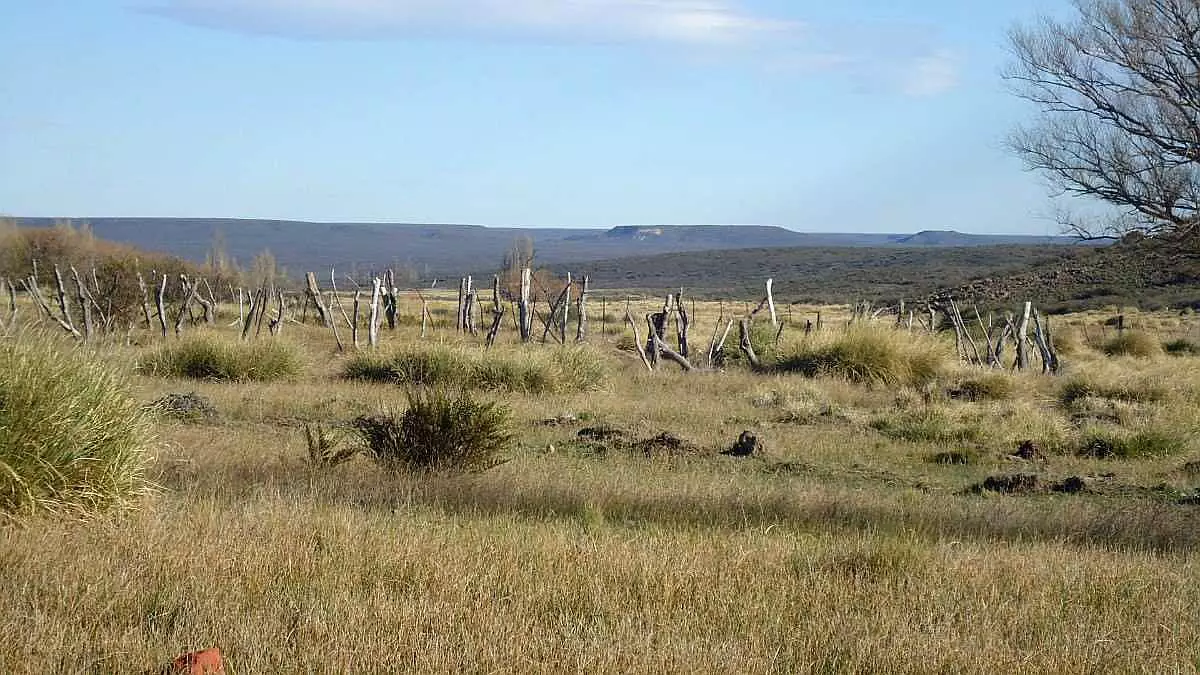CAMPO EN LA REION SUR DE RIO NEGRO
