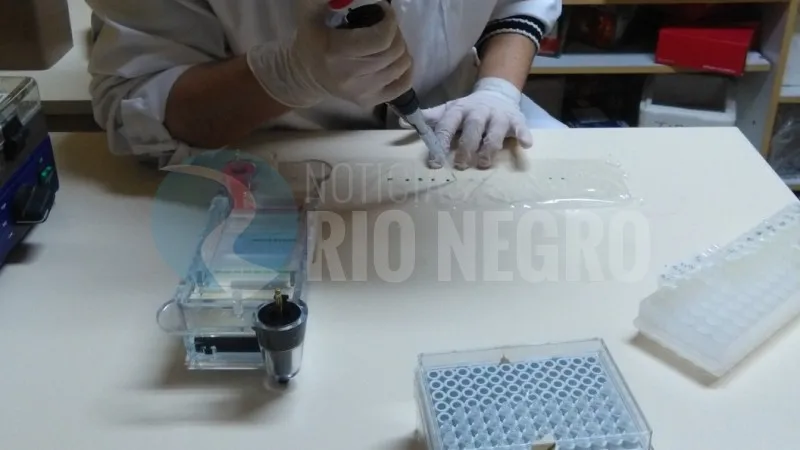 hongos adn