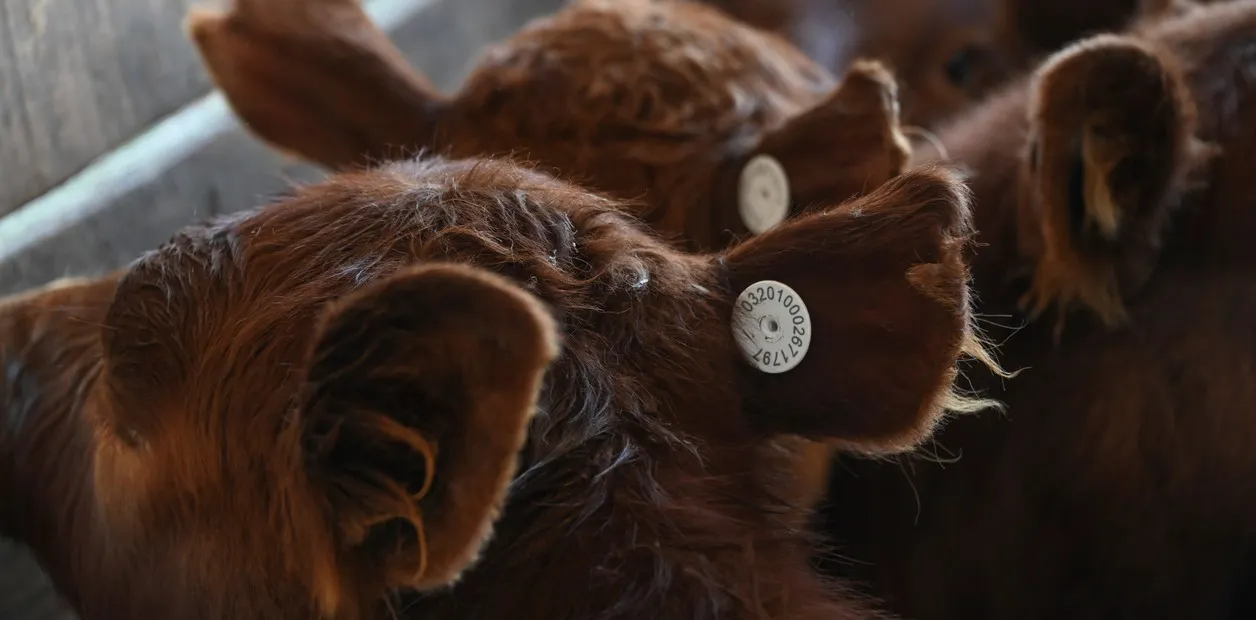 Trazabilidad Electrónica Individual del ganado bovino