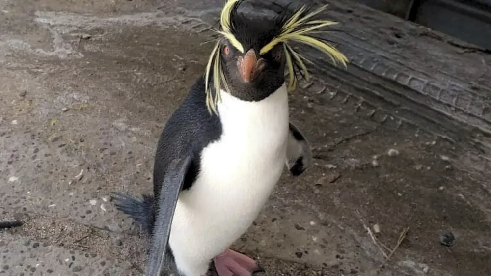 PINGÜINO