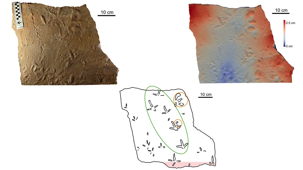 Huellas-Jacobacci-03