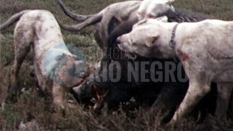 jabalí CAZA PERROS dogo