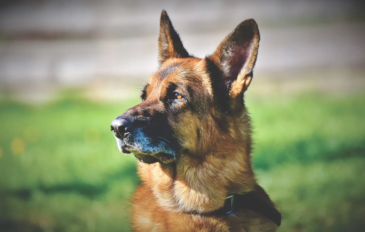 PERRO