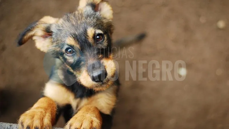 PERRO