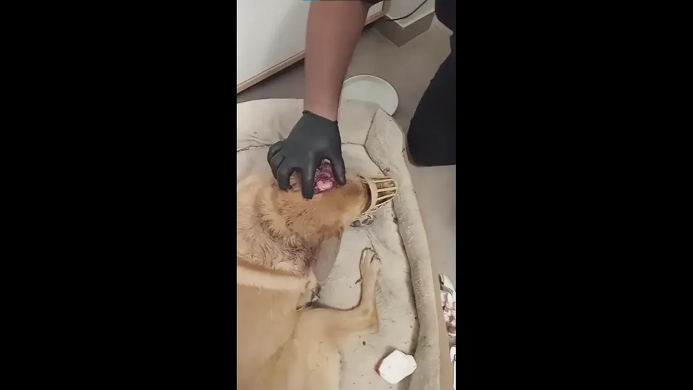 perros sueltos, perro lastimado, don bosco