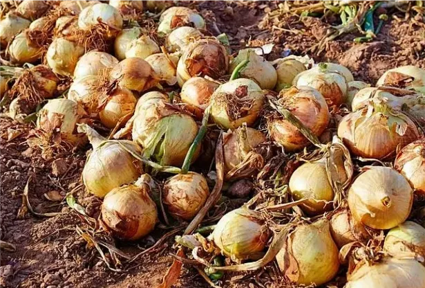 CEBOLLA BROTADA